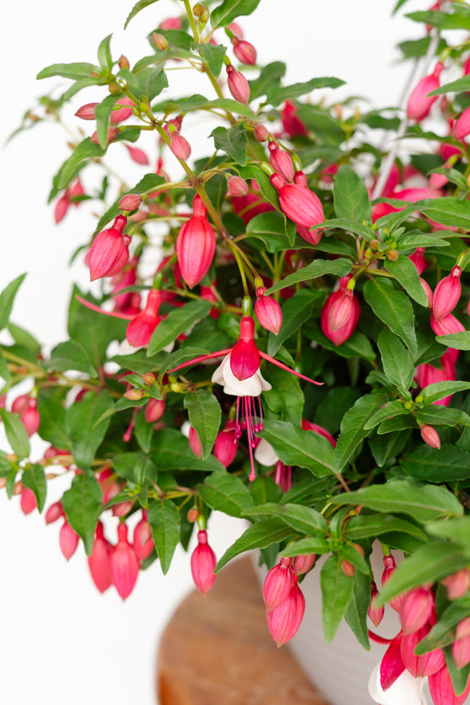 12" Up-right Fuchsia Bleeding Heart (2 Colours)