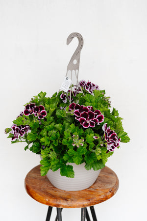 12" Martha Washington Geranium Hanging Basket (Multiple Colours)