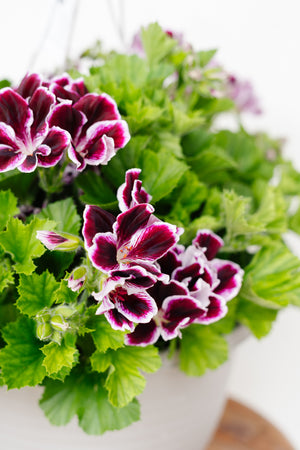 12" Martha Washington Geranium Hanging Basket (Multiple Colours)