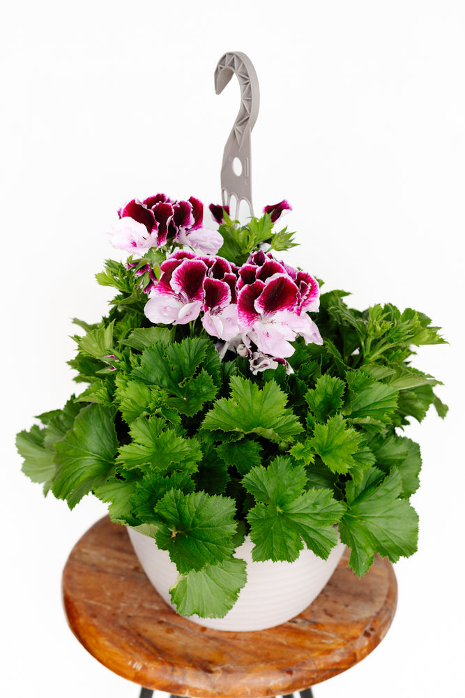 12" Martha Washington Geranium Hanging Basket (Multiple Colours)