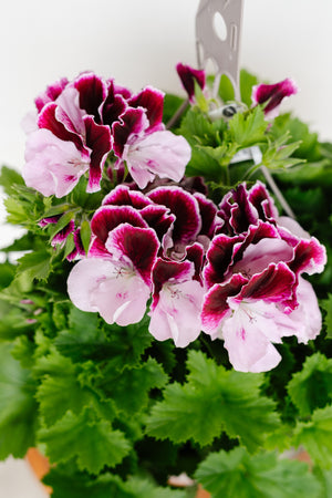 martha washington geranium seeds for sale 12" Martha Washington Geranium Hanging Basket (Multiple Colours) – Anna's Garden, Home & Wellness