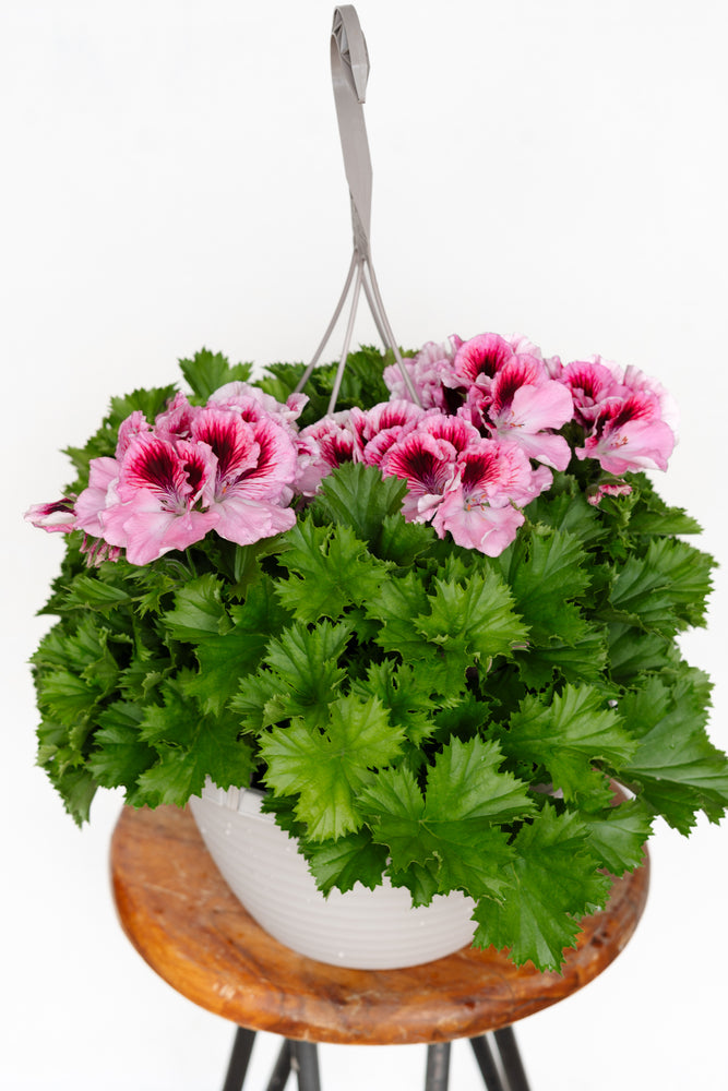 12" Martha Washington Geranium Hanging Basket (Multiple Colours)