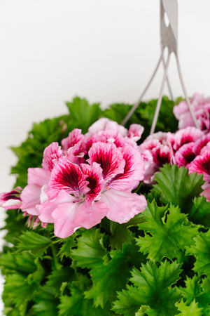 12" Martha Washington Geranium Hanging Basket (Multiple Colours)