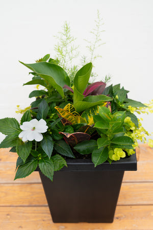10" Tuscany Tropical Planter (Multiple Colours)