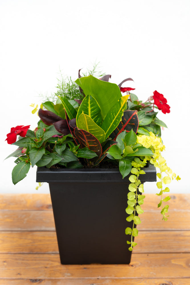 10" Tuscany Tropical Planter (Multiple Colours)