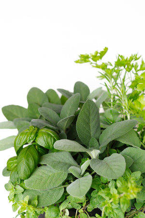 10" Herb Planter  - Sandwich Secondary School