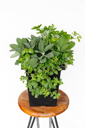 10" Herb Planter  - Lakeview Montessori
