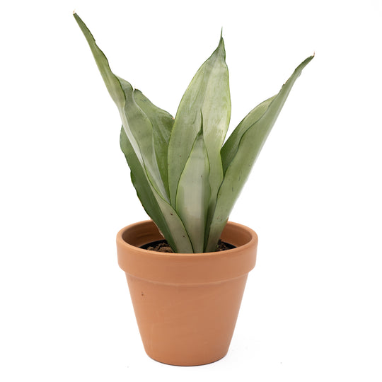 6" Sansevieria Moonshine