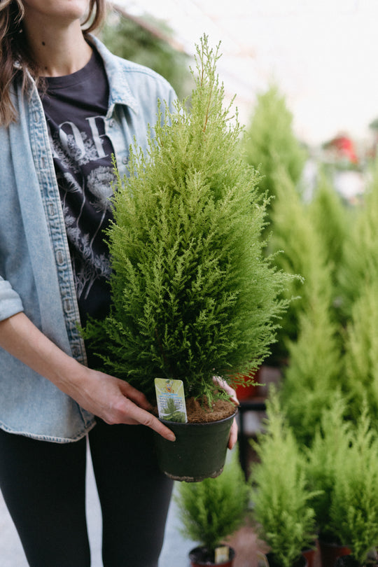 6" Lemon Cypress Goldcrest Cone