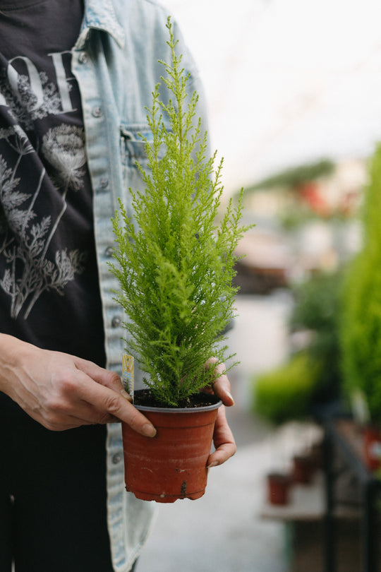 4.5" Lemon Cypress Goldcrest Cone