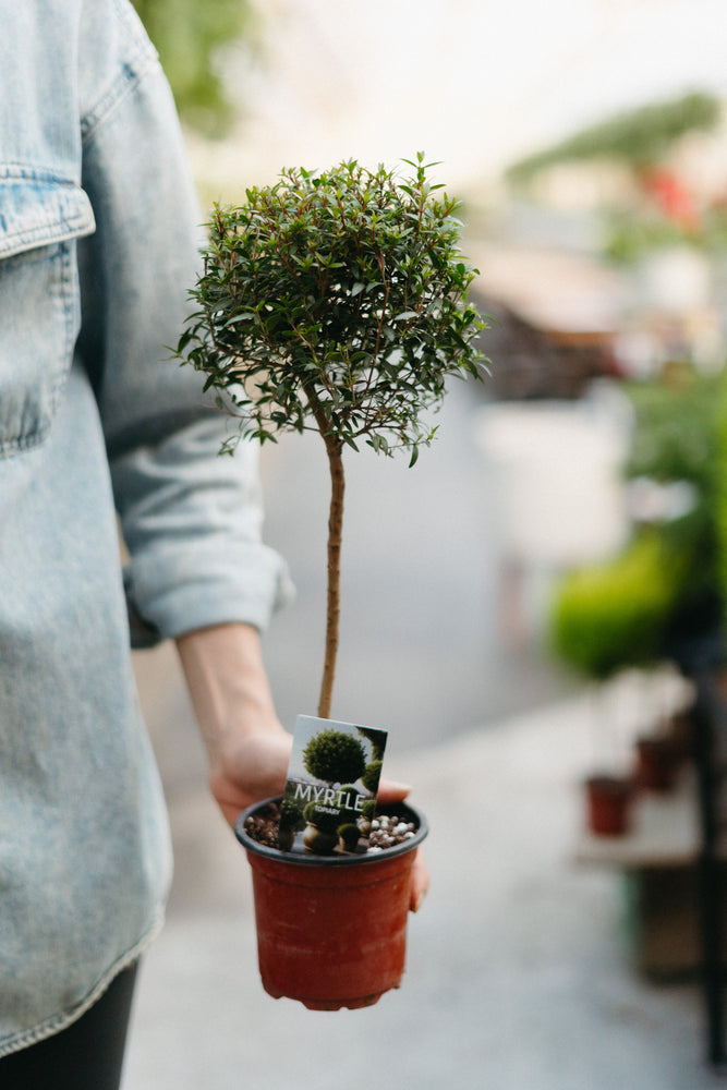 4.5" Myrtle Topiary