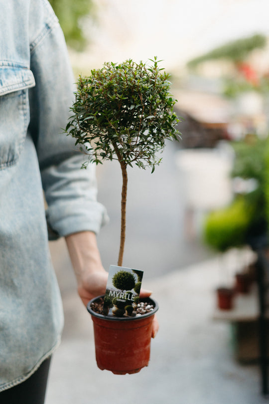 4.5" Myrtle Topiary