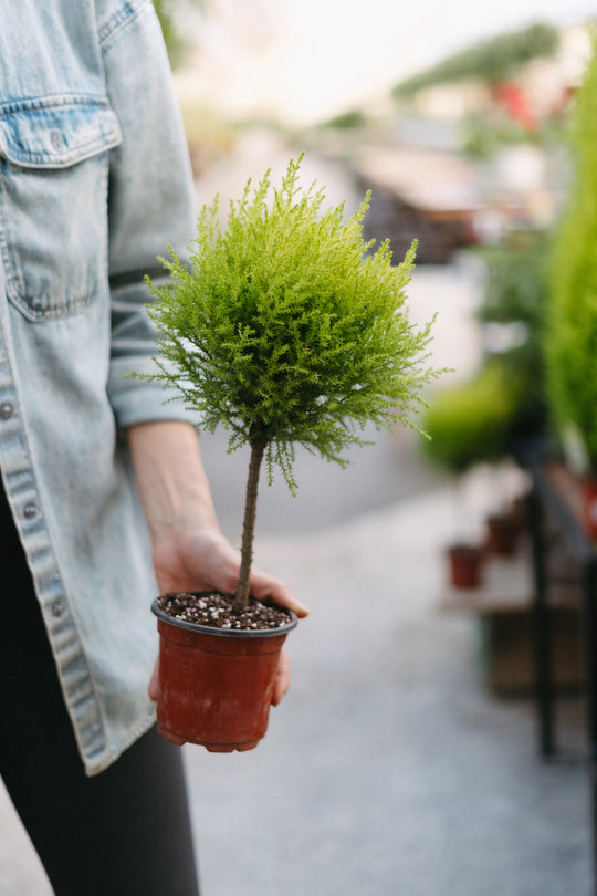 4.5" Lemon Cypress Goldcrest Ball Topiary