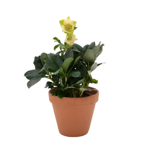 6" Hellebore (Multiple Colours)  - Sandwich Secondary School