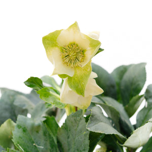 6" Hellebore (Multiple Colours)