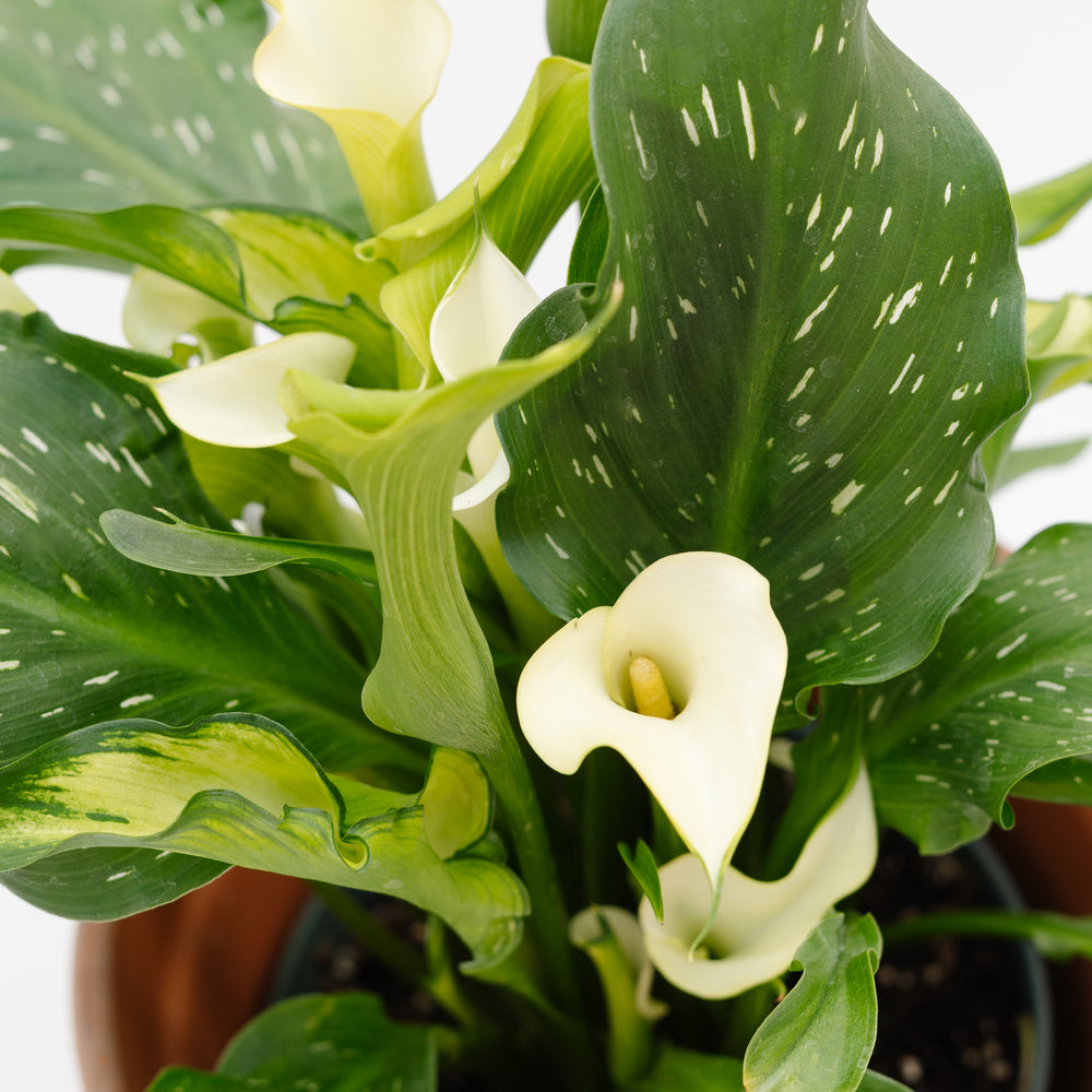 6" Calla Lily (Multiple Colours)