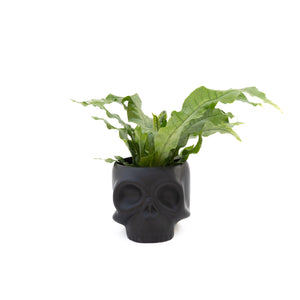 4" Skeleton Ceramic Mixed Greens (Multiple Colours)