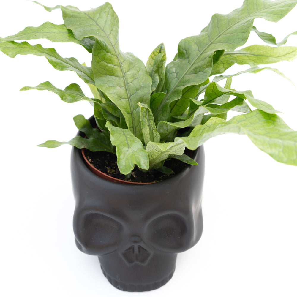 4" Skeleton Ceramic Mixed Greens (Multiple Colours)