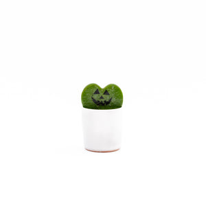 2" Hoya Pumpkin Face Ceramic Pot