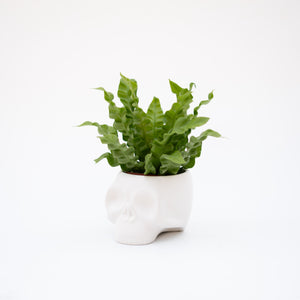 4" Skeleton Ceramic Mixed Greens (Multiple Colours)