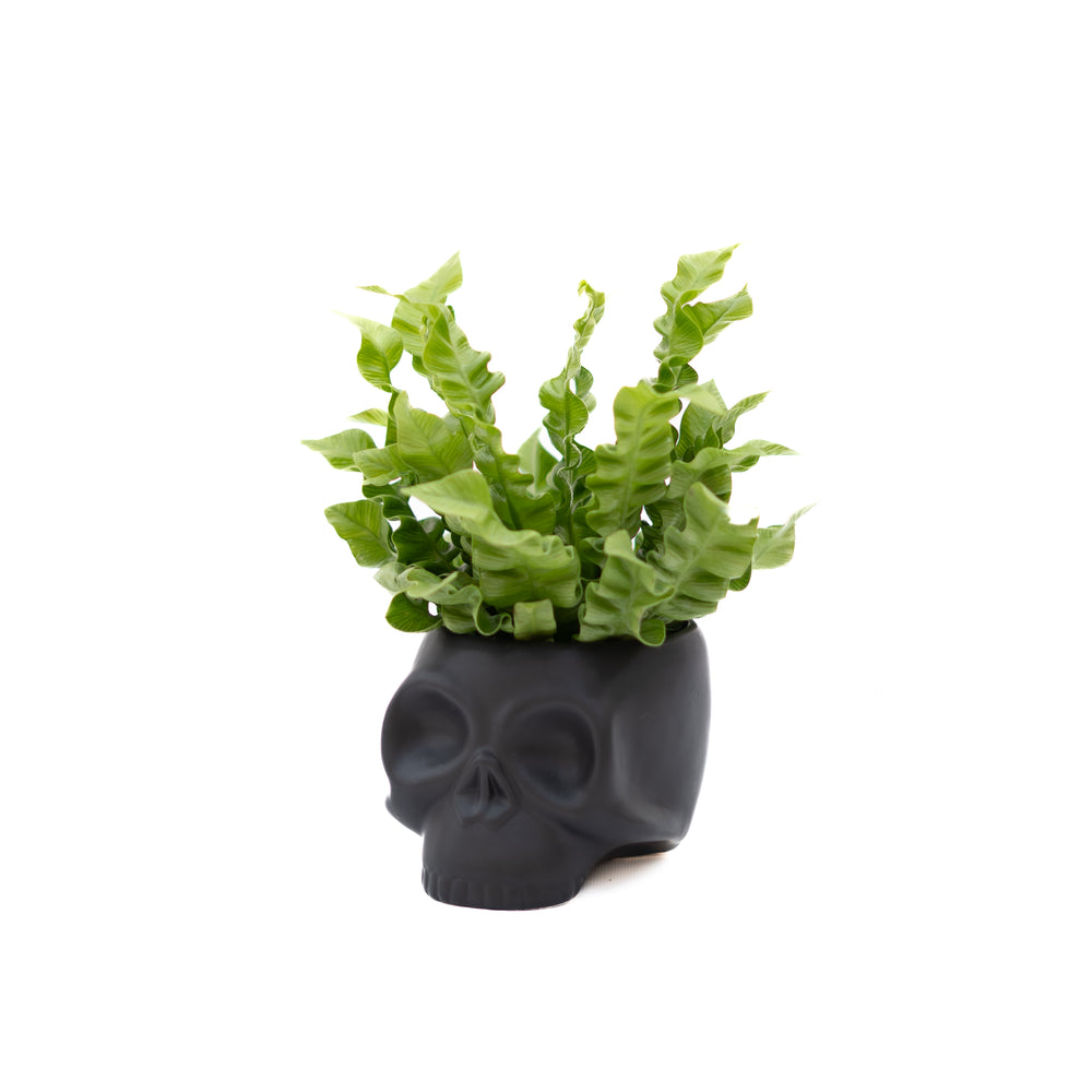 4" Skeleton Ceramic Mixed Greens (Multiple Colours)