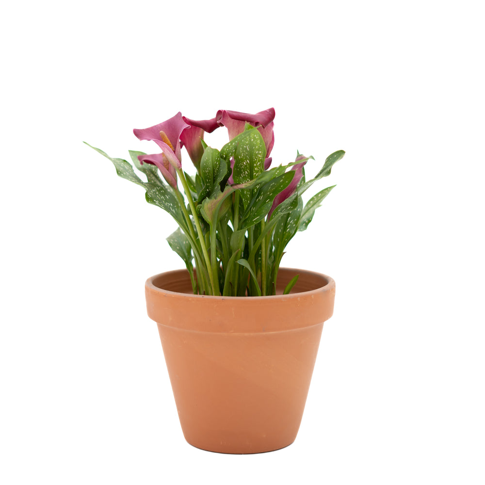 6" Calla Lily (Multiple Colours)