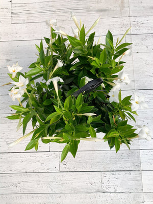 10" Dipladenia Hanging Basket - White