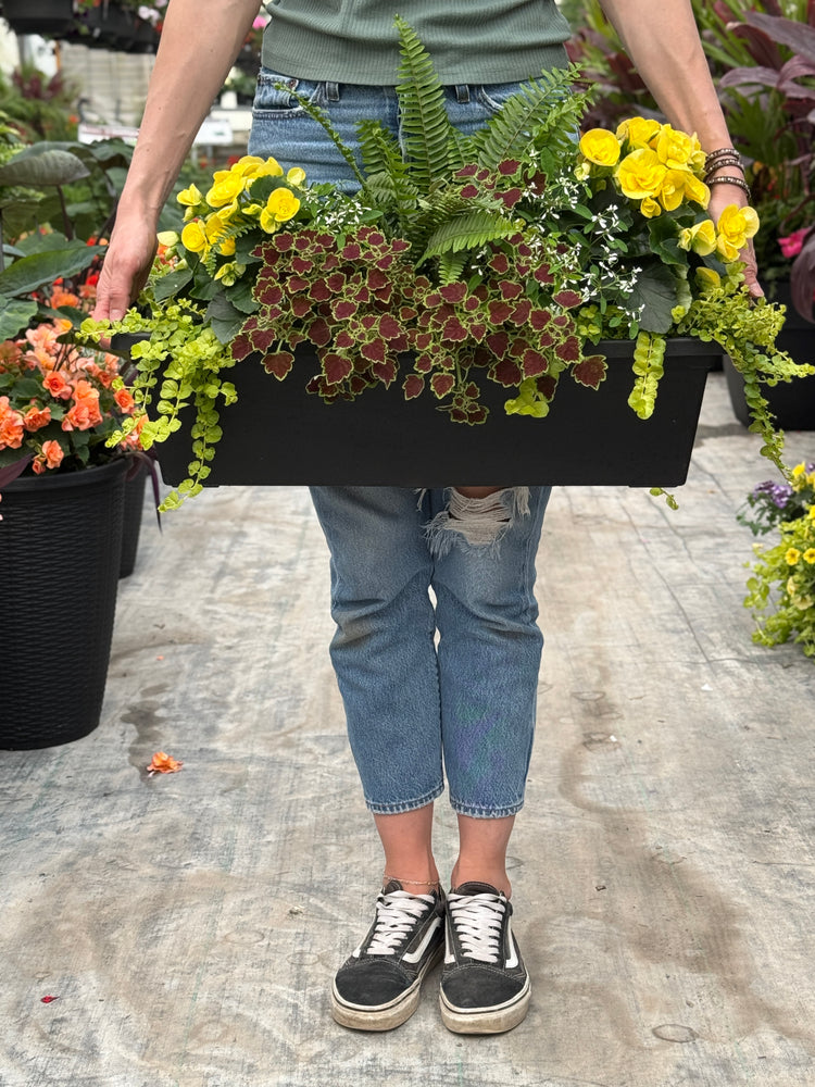 24” Begonia/Fern Window Box - Partial Sun/Shade (Multiple Colours)