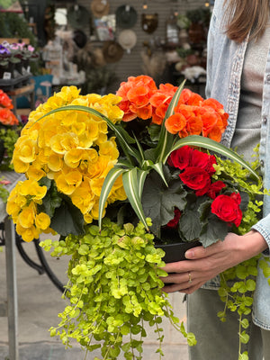12" Begonia Bowl - Partial Sun/Shade