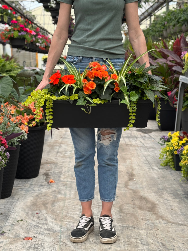 24" Begonia/Impatien Window Box - Partial Sun/Shade (Multiple Colours)
