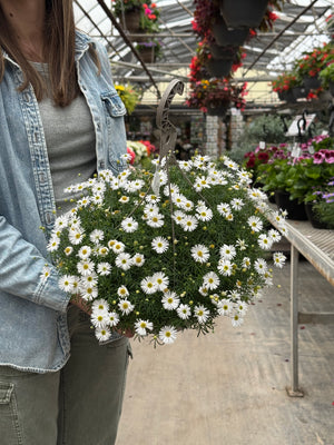 12" Marguerite Daisy Hanging Basket (Mutiple Colours)