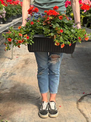 22” Geranium Window Box (Multiple Colours)