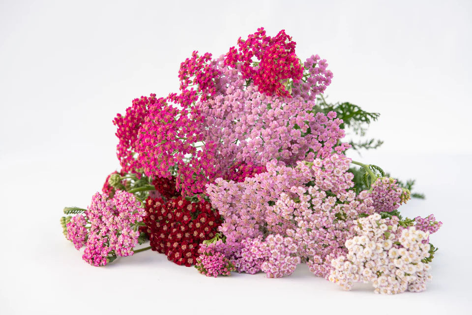 Yarrow Flowerburst Fruit Bowl Seeds