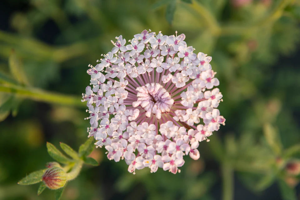 Lace Pink Didiscus Seeds