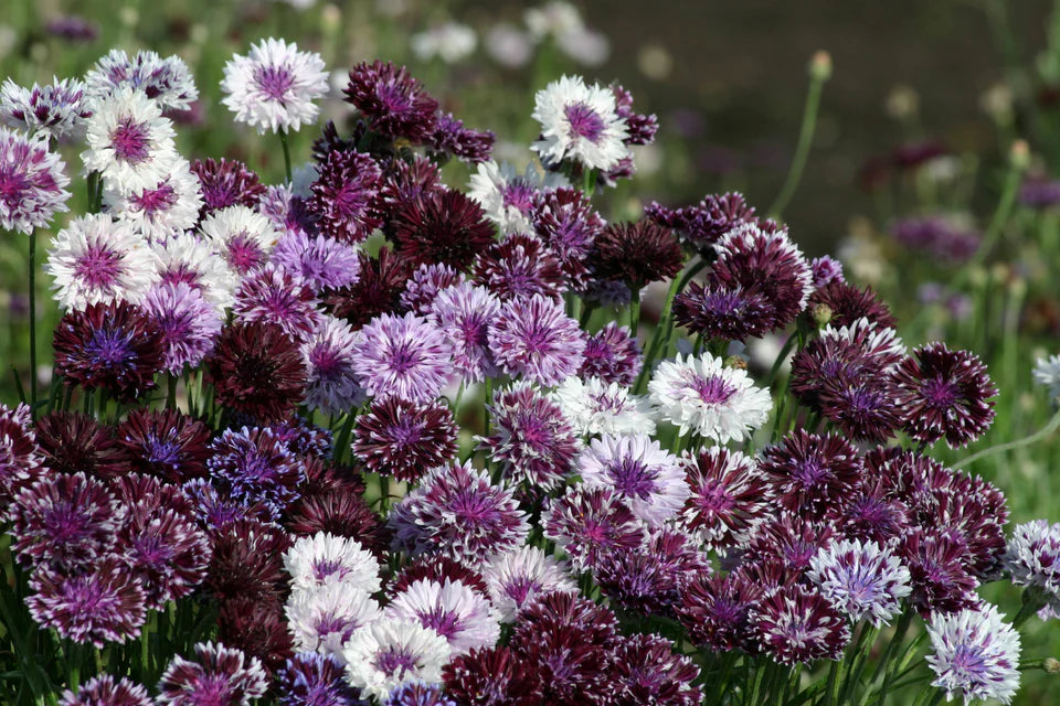 Classic Magic Cornflower Seeds