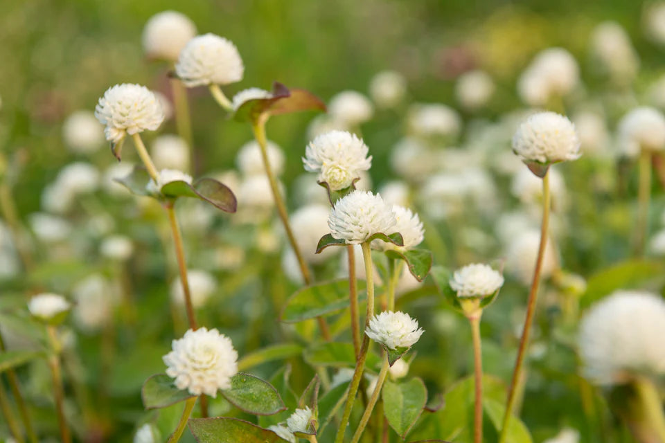 White Gomphrena Seeds