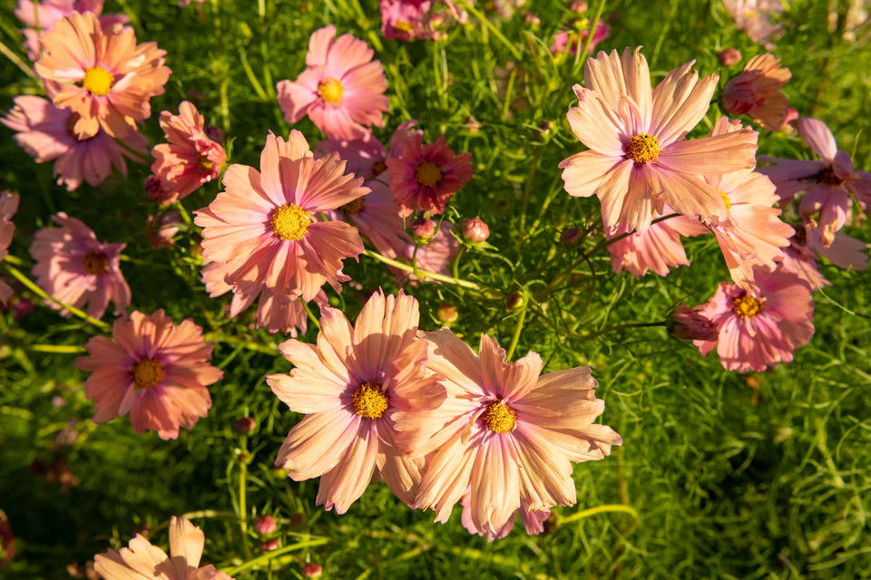 Apricotta Cosmos Seeds