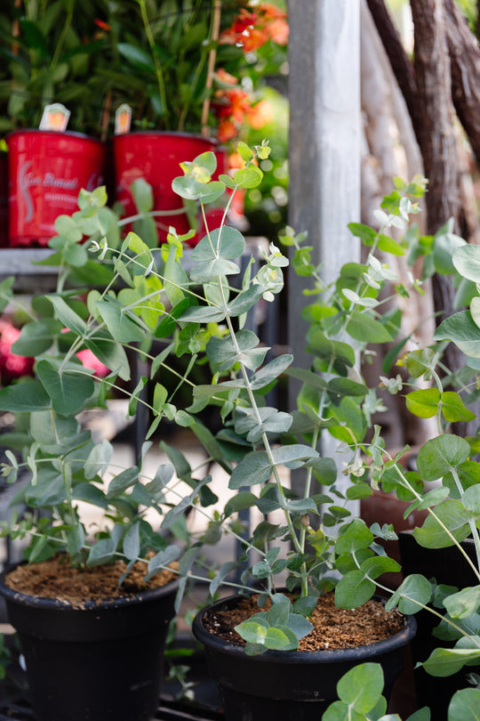10" Pulverulenta “Auralis" Eucalyptus