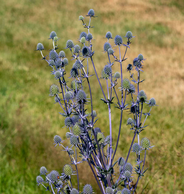 Sea Holly Eryngium Seeds