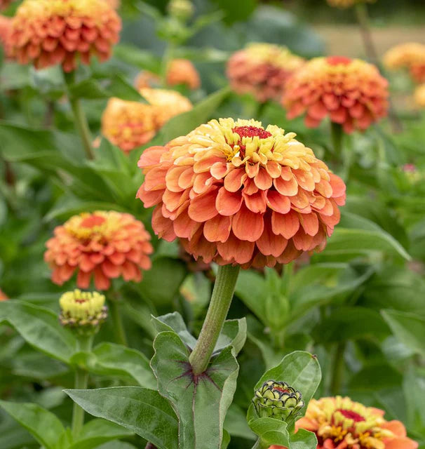 Queeny Lime Orange Zinnia Seeds