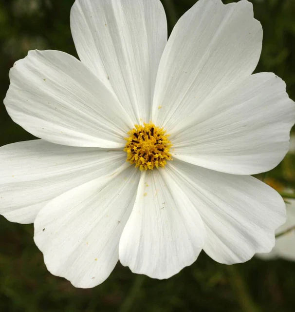 Purity Cosmos Seeds