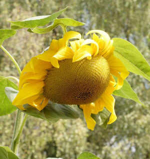 Giganteus Sunflower Seeds