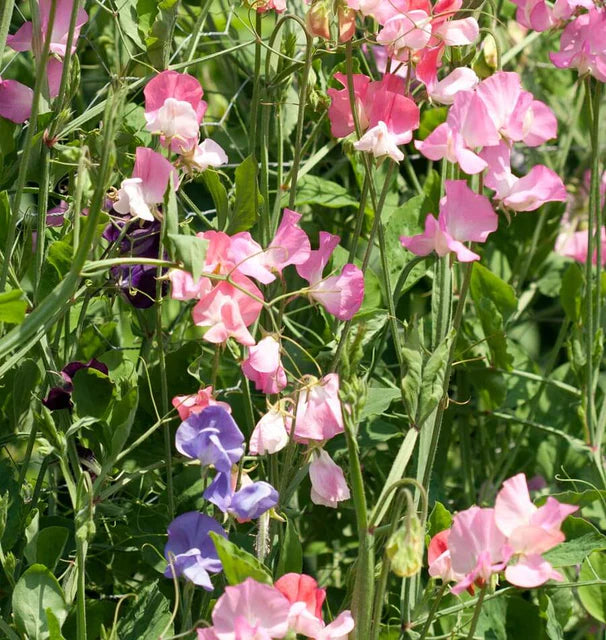 Royal Family Blend Sweet Peas Seeds