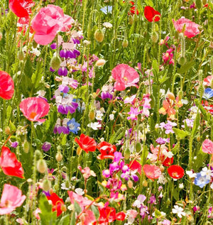 Partial Shade Blend Seeds