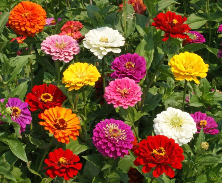 California Giants Mix Seeds(Zinnias)