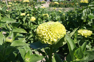 Envy Zinnia Seeds