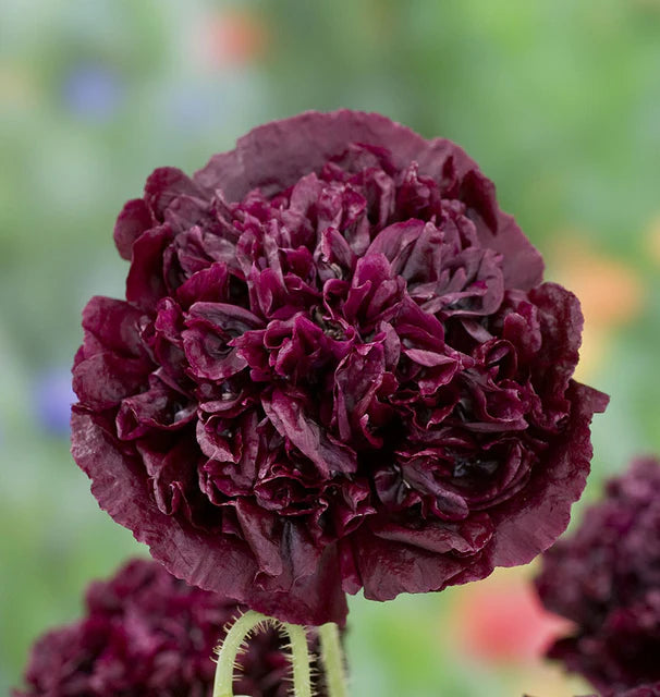 Black Peony Poppie Seeds