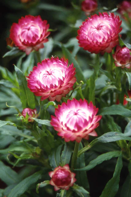 Bright Rose Strawflower Seeds