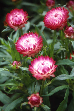 Bright Rose Strawflower Seeds