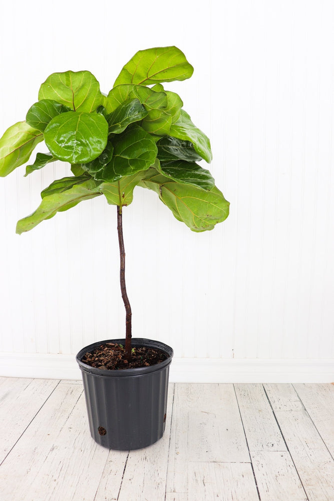 10" Ficus Lyrata Standard  - South Essex Community Council (SECC)
